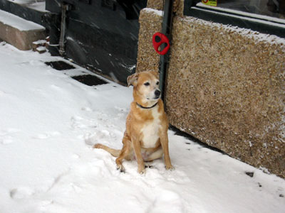 Dog on Snow