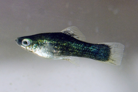 White-Finned Black Swordtail