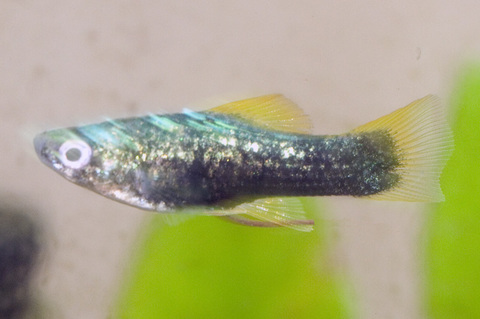 Yellow-Finned Black Swordtail