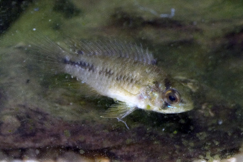 Borelli Dwarf Cichild