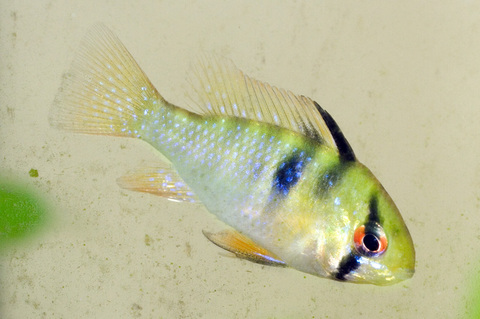 German blue ram