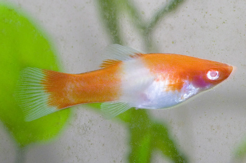 Female Koi