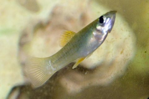 Male Shortfin Molly