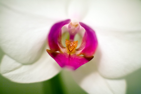 Orchid Macro