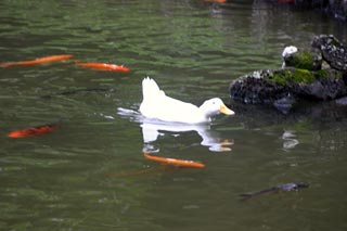 White Duck