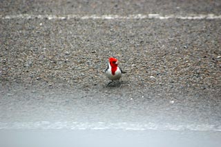 Hawaiian Cardinal